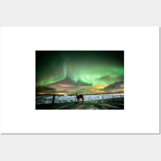 Icelandic horse under the northernlights. Posters and Art